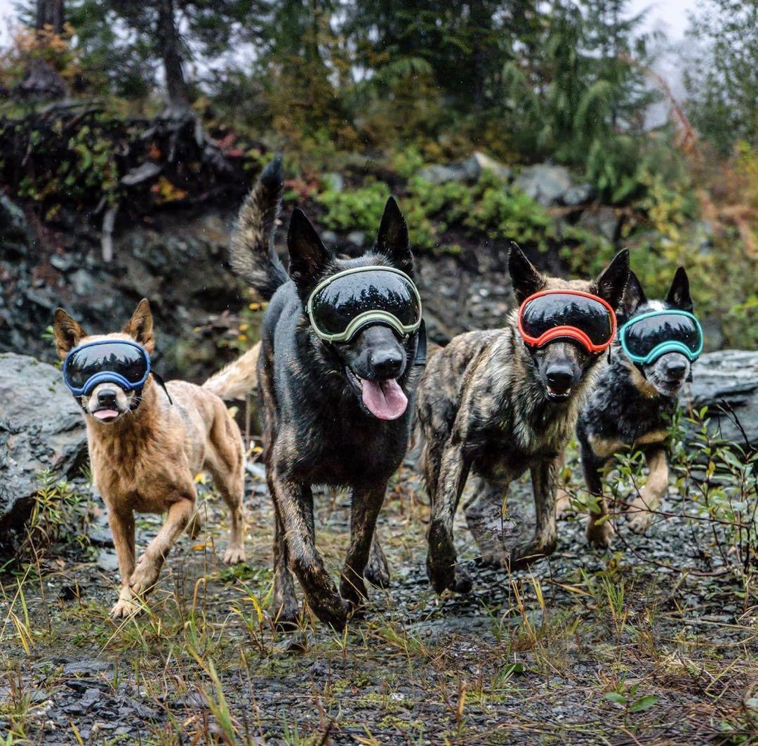 犬用ゴーグル】REXSPECS （xs） ピンク