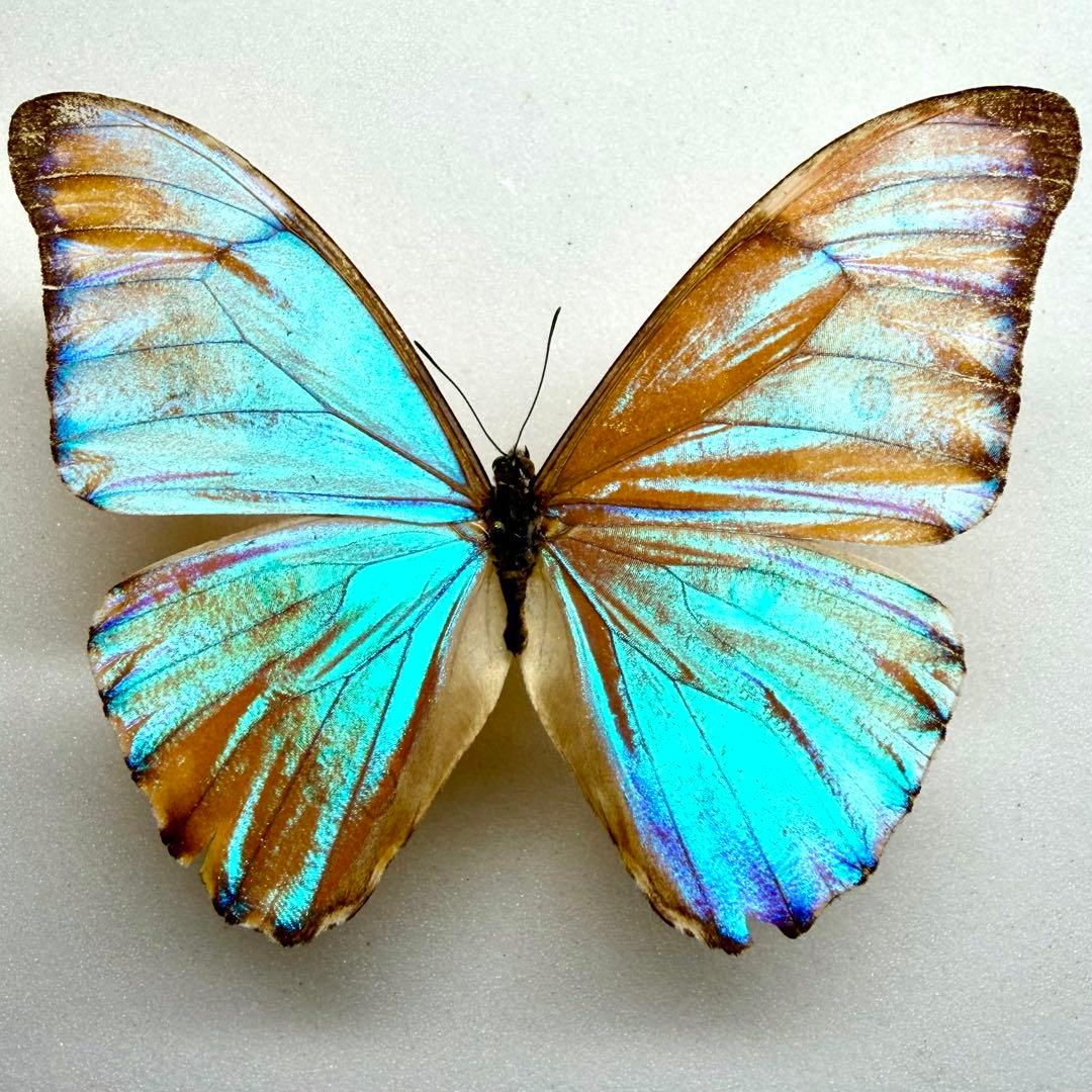 立体標本】国産蝶標本 キベリタテハ ライブ標本 蝶標本【シロタテハ