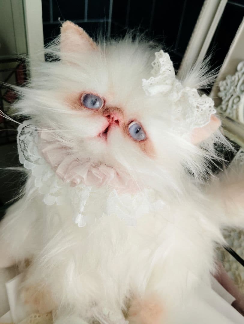 生後1か月♡エキゾチックロングヘア♡子猫ちゃん♡アートドール