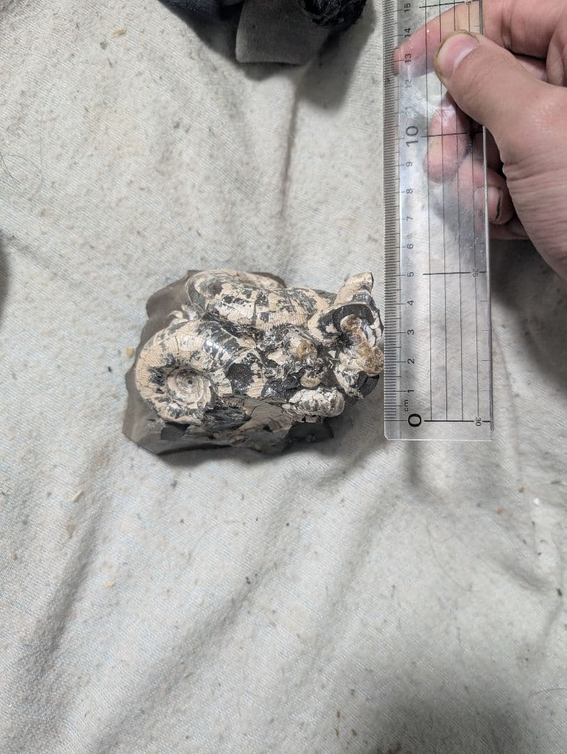 アンモナイト化石 手のひらサイズ