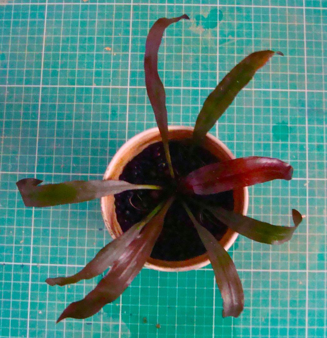 せ*つ様 エキノドルス ホレマニー スーパーレッド