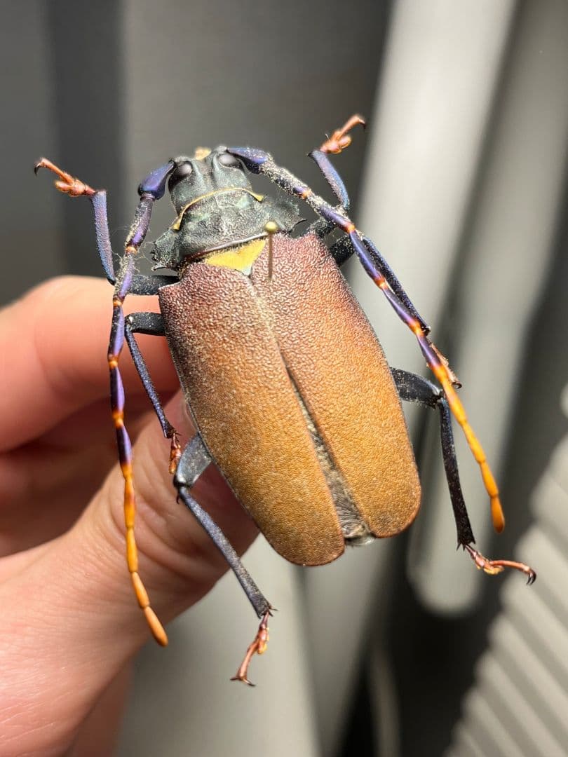 【53mm】ルリヒゲノコギリカミキリ 標本ナンベイオオタガメ ハナムグリカナブン 53mm】ルリヒゲノコギリカミキリ 標本ナンベイオオタガメ ハナムグリ