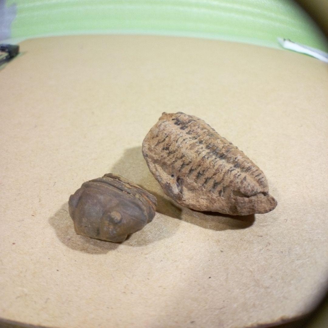 三葉虫　化石　fossil　ボリビア産　レア　Fossil判別② 三葉虫化石fossilボリビア産レアFossil識別⑩2個セット 三葉虫 化石