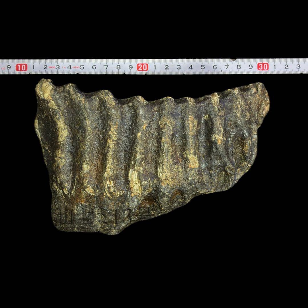 ナウマンゾウ 臼歯 化石 コレクション 標本