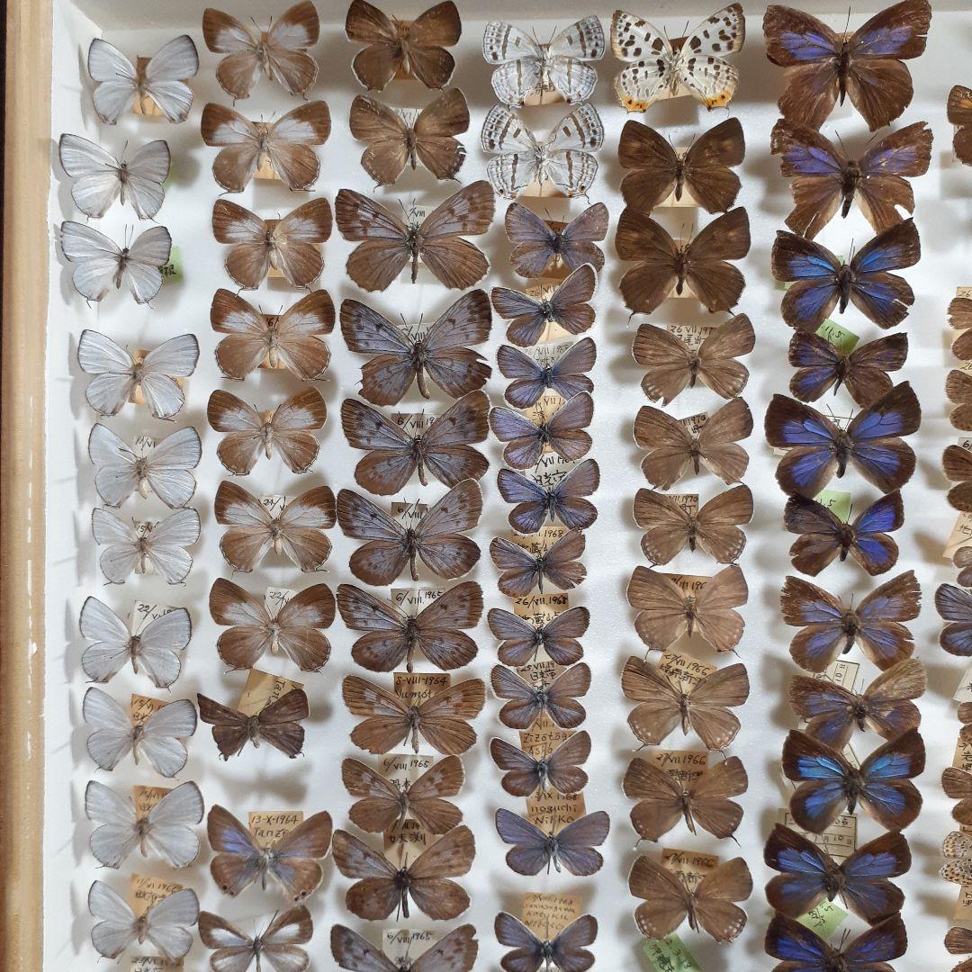 蝶標本 シジミチョウ22種180頭 大型ドイツ標本箱入り