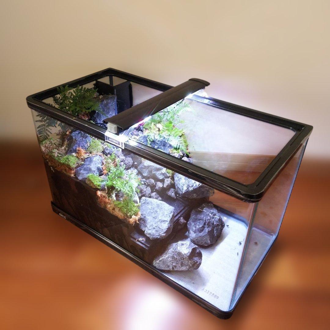 受注生産】60センチ水槽アクアテラリウム イモリウム 苔テラリウム