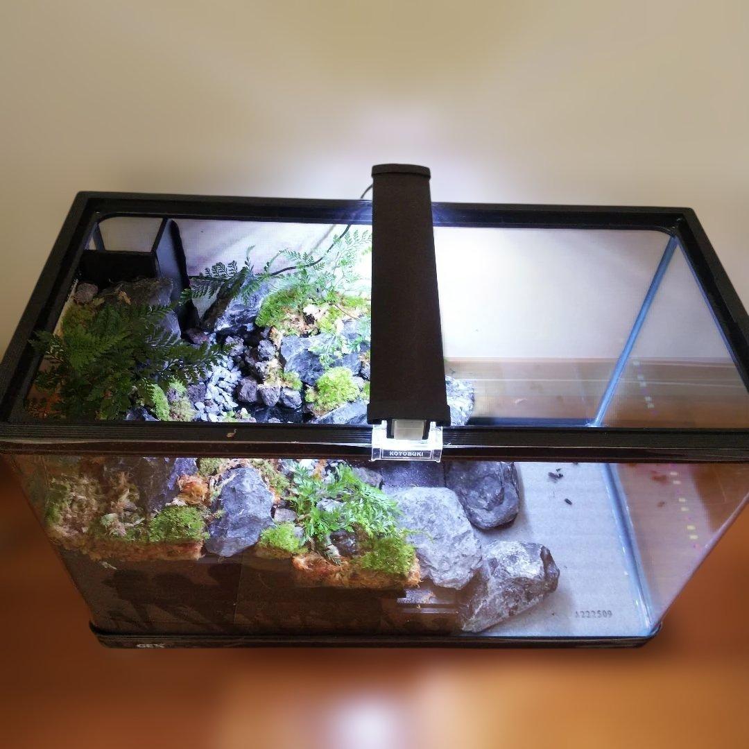 受注生産】60センチ水槽アクアテラリウム イモリウム 苔テラリウム