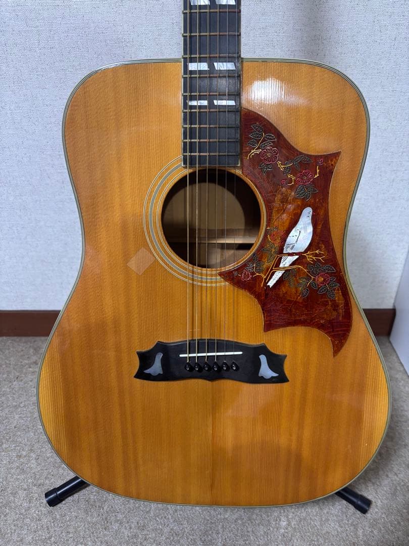 Morris MG-80オール単板 ジャパンビンテージ - メルカリ