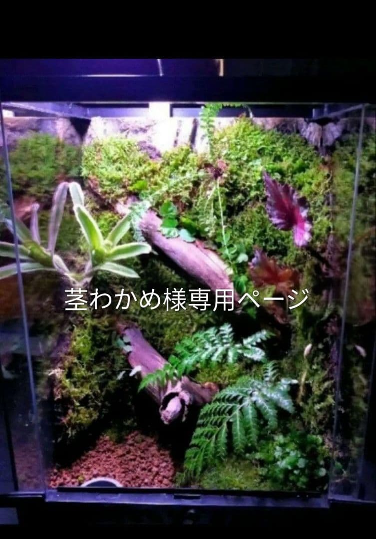 茎わかめページ 楽天市場】茎わかめ 鳴門産【徳用 500gX5袋入】送料無料鳴門水域産