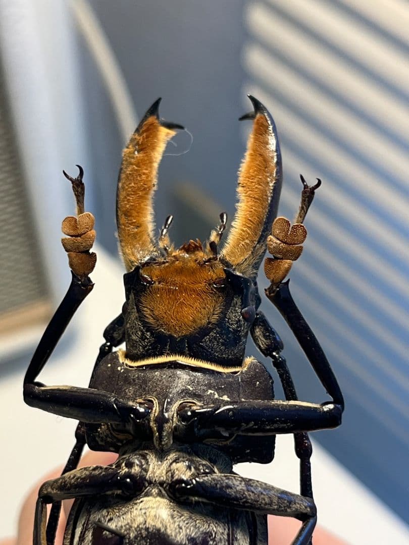 103mm】アラゲオオウスバカミキリ 甲虫昆虫標本タランチュラ 標本