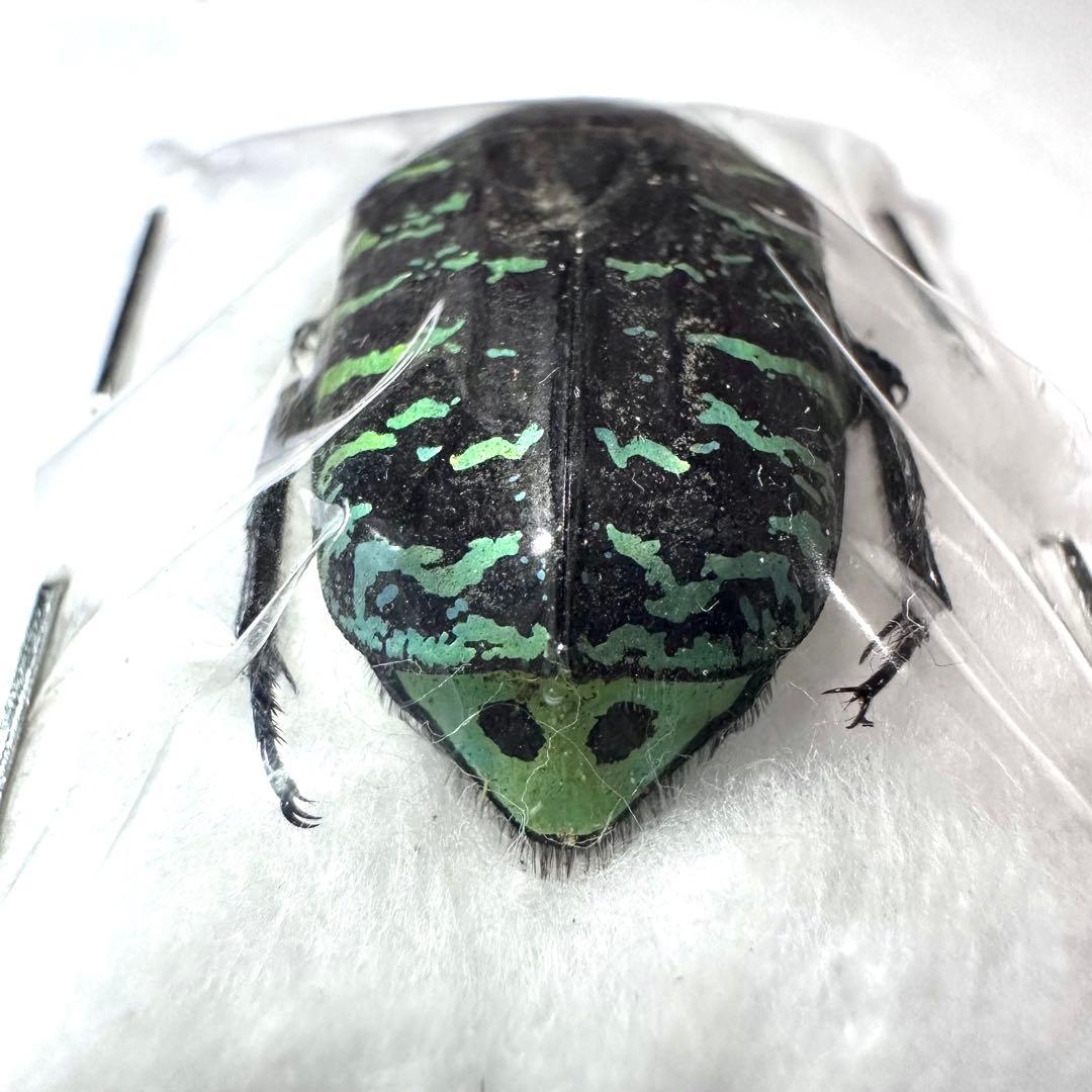 標本】サザナミマラガシーハナムグリ - メルカリ