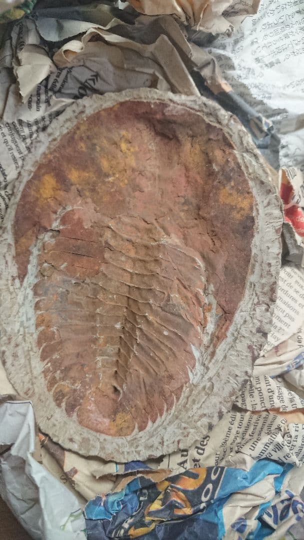 三葉虫化石 館長コラム 「こんな化石も展示しています」第5回 ー三葉虫その5