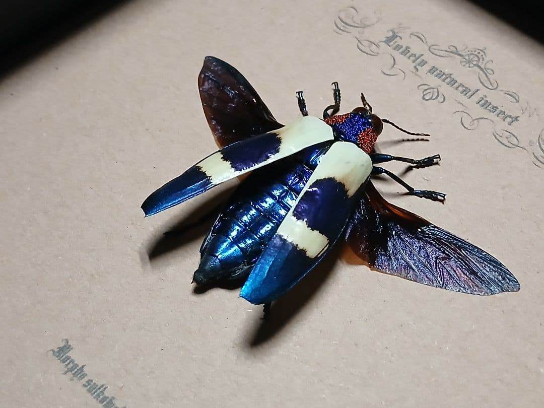 昆虫標本アート｜一点物・オリジナル作品