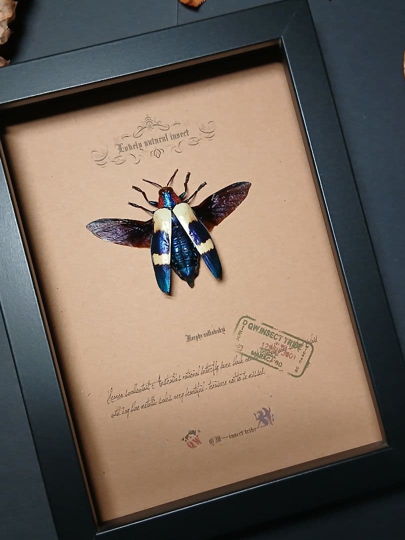 昆虫標本アート｜一点物・オリジナル作品