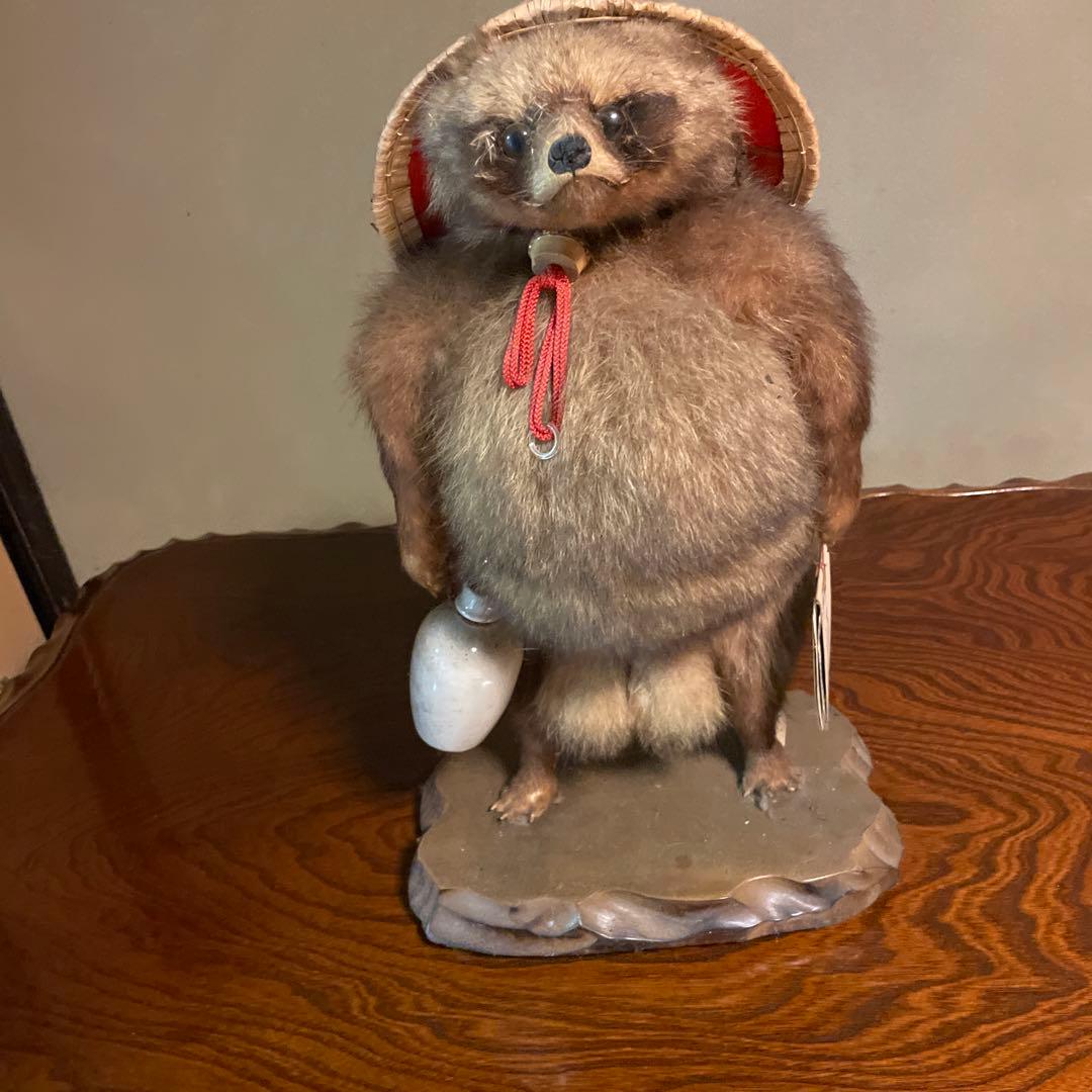 タヌキの剥製 木製台座付き たぬきハクセイ Yahoo!オークション - 中古