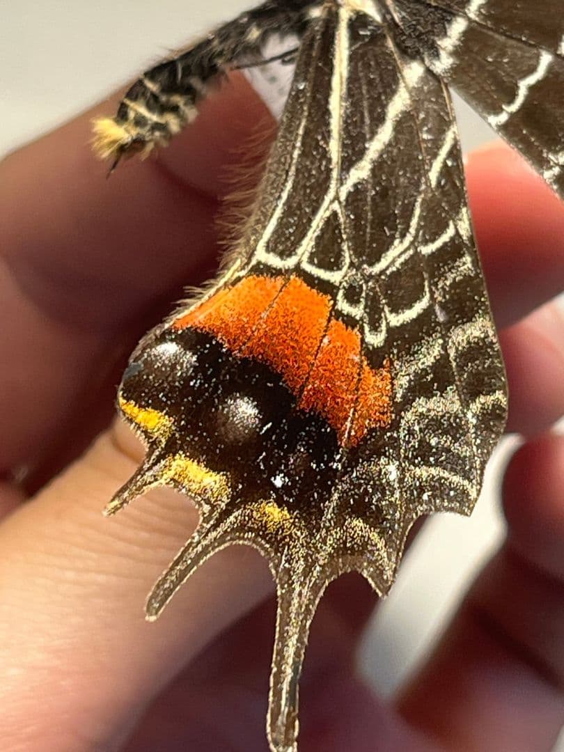 シボリアゲハ モルフォ蝶 蛾ピカソモスモルフォチョウMorpho昆虫標本