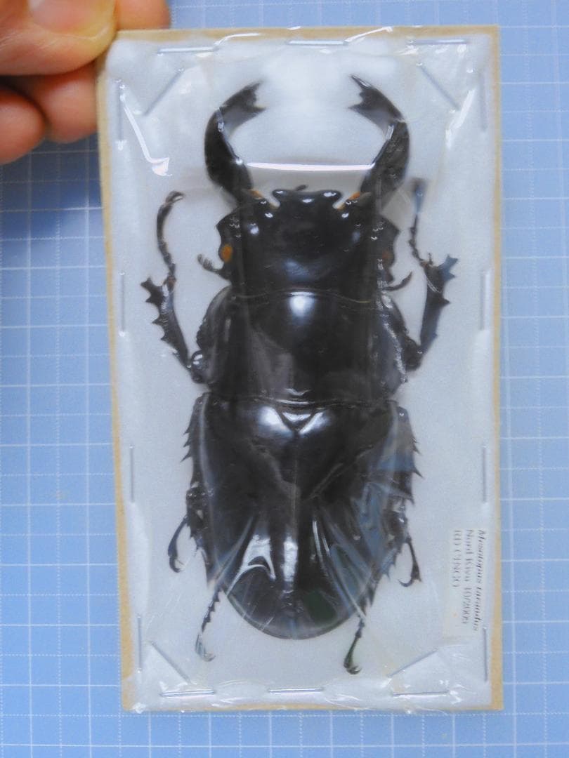 カブトムシ 固定標本 約10cm 茶色