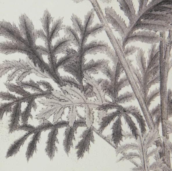 額絵 植物 アートフレーム 4枚セット ボタニカル ナチュラル AN-43782