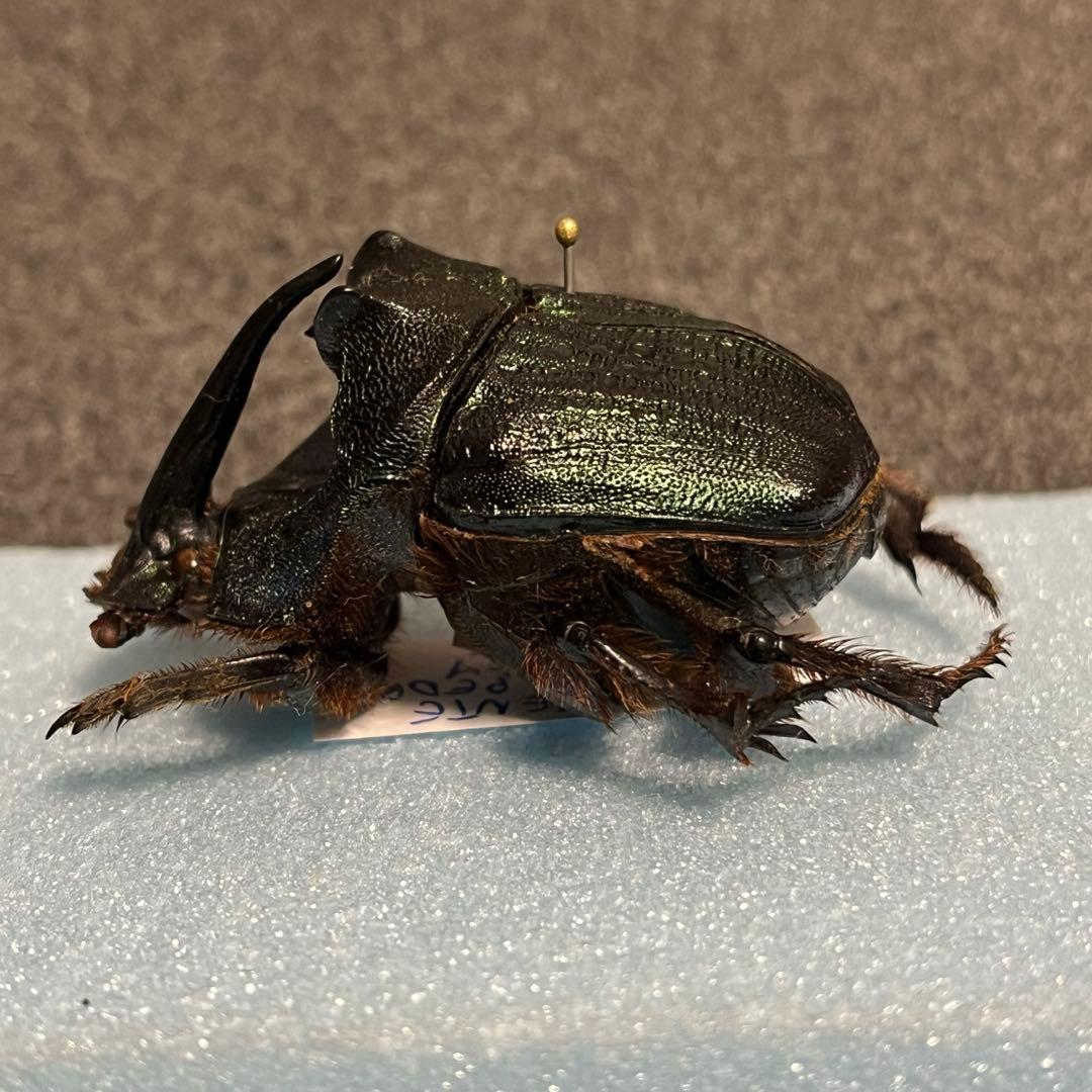 トウガタカワニナ 淡水貝 貝殻 標本