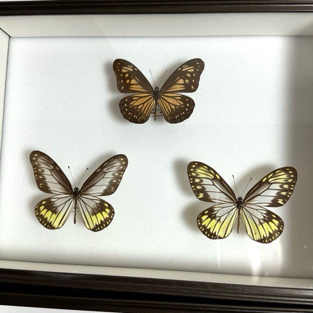 蝶々標本 ブルメイアゲハ ヒイロツマベニチョウ おおむらさきなど