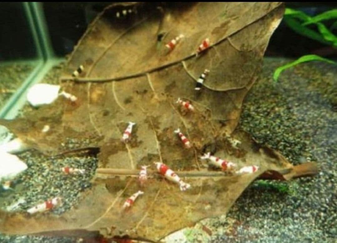 大小様々 無農薬マジックリーフ 天然ももたまな葉 15 枚 - メルカリ