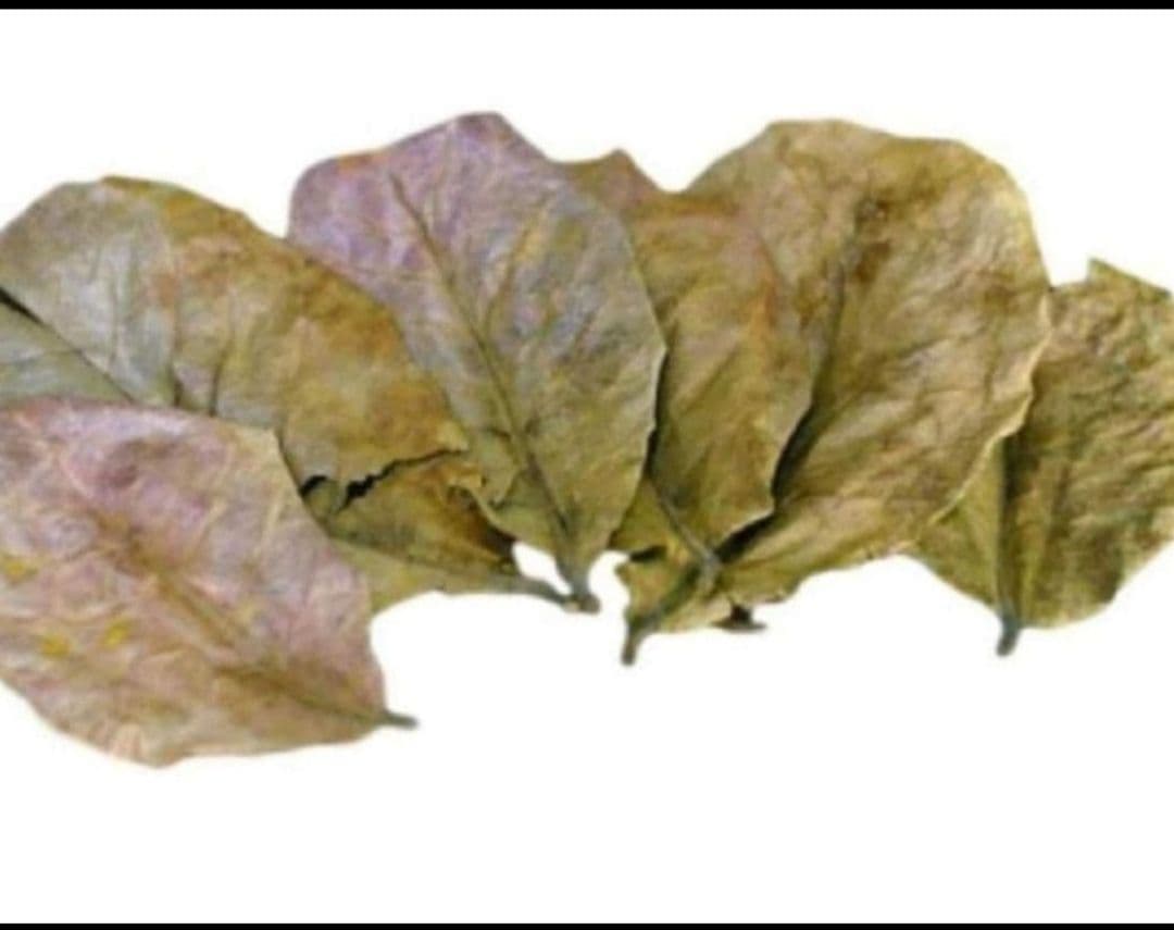 大小様々 無農薬マジックリーフ 天然ももたまな葉 15 枚 - メルカリ