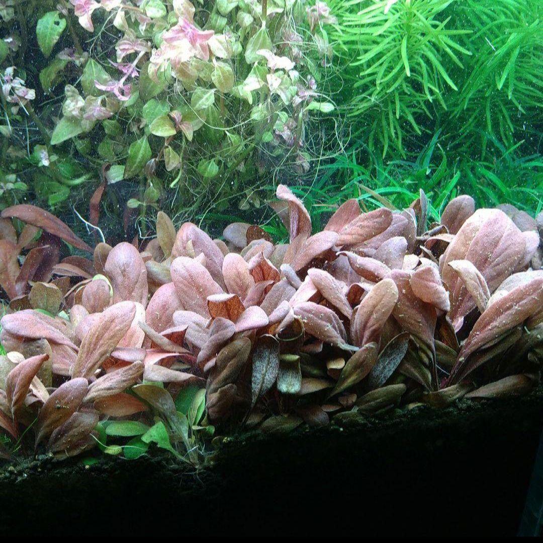 郵送 ○ウォーターローズ レッド水中葉1株 水草 ADA 水槽 - メルカリ