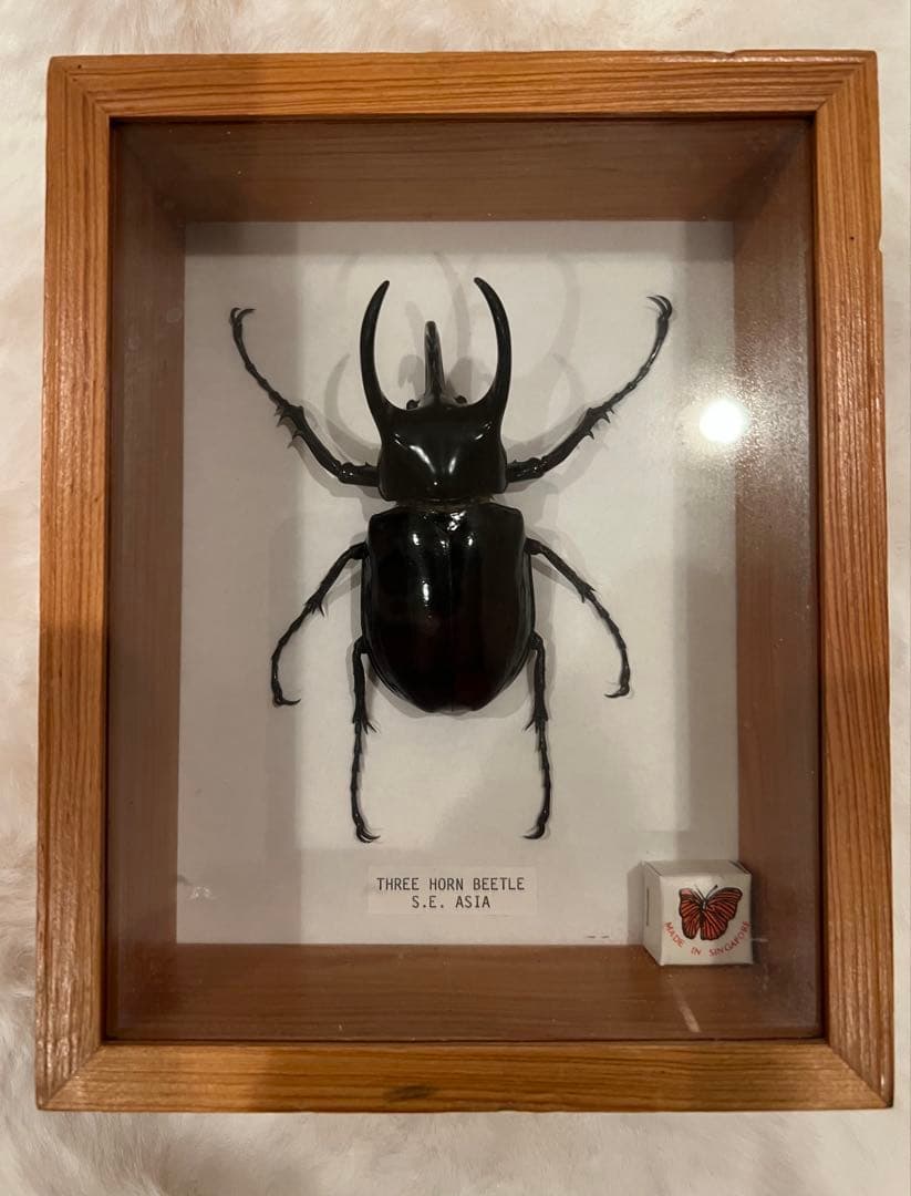 三本角クワガタ標本 S.E.アジア産 三本角クワガタ標本 トップ S.E.アジア産