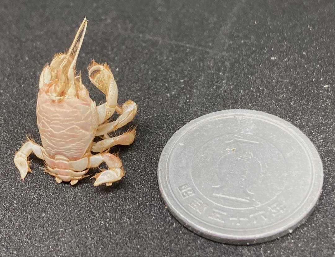 極小クダヒゲガニ 標本 カニ 乾燥標本 甲殻類