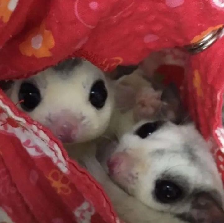 モモンガハウス(SMILEY  FACE)  夏仕様  涼しい夏生地を使用❗️