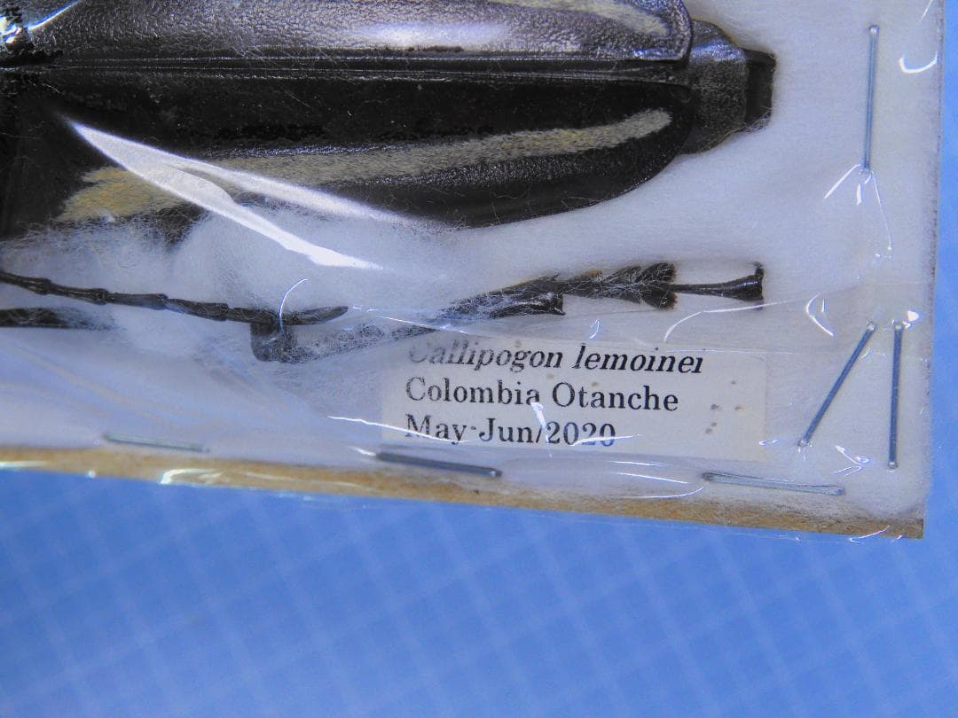 コロンビア産 特大 レモイネイトゲウスバカミキリ 81mm