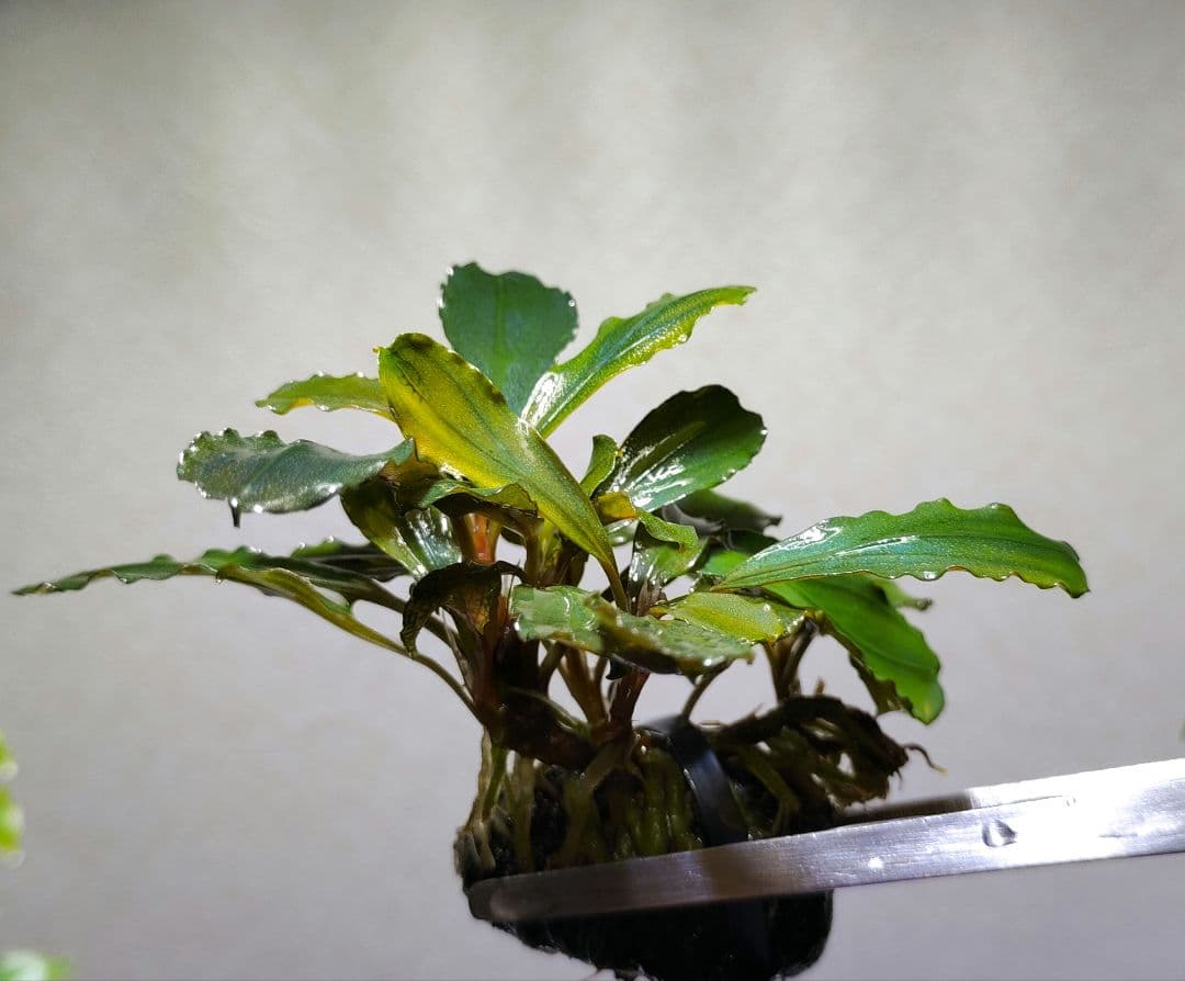 ブセファランドラ（斑入り株）Bucephalandra Pipto とてもレア