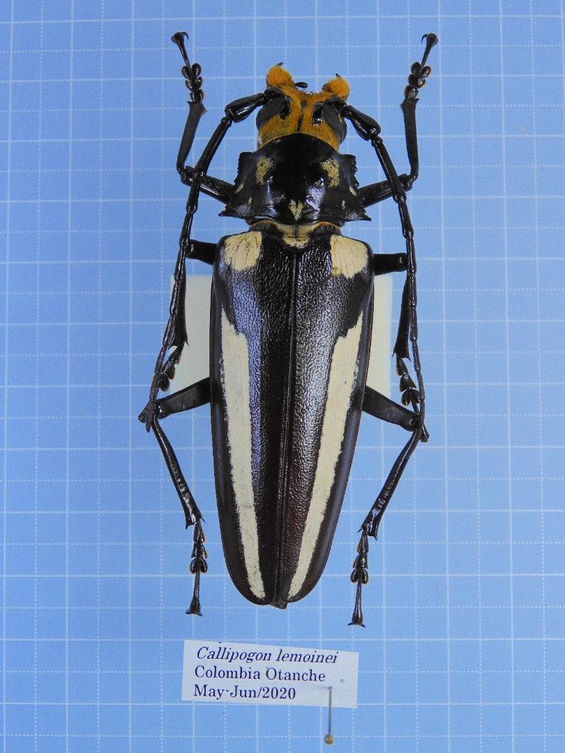 インド産 ソリツノカナブン 28mm