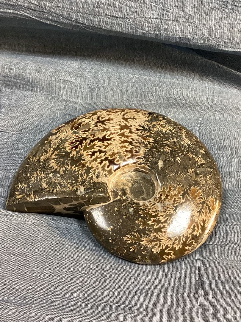 ろ*ず様 アンモナイト 化石 オブジェ コレクション 置物(大サイズ)