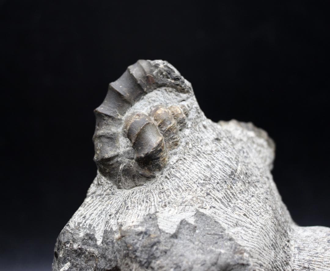 限定値下げ中】博物館級 異常巻 アンモナイト 7化石密集 アイノセラス