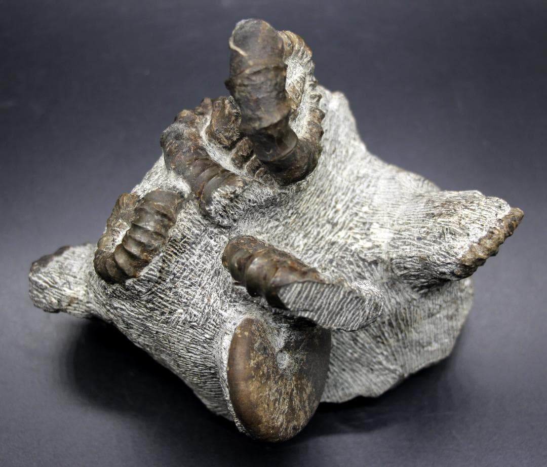 限定値下げ中】博物館級 異常巻 アンモナイト 7化石密集 アイノセラス