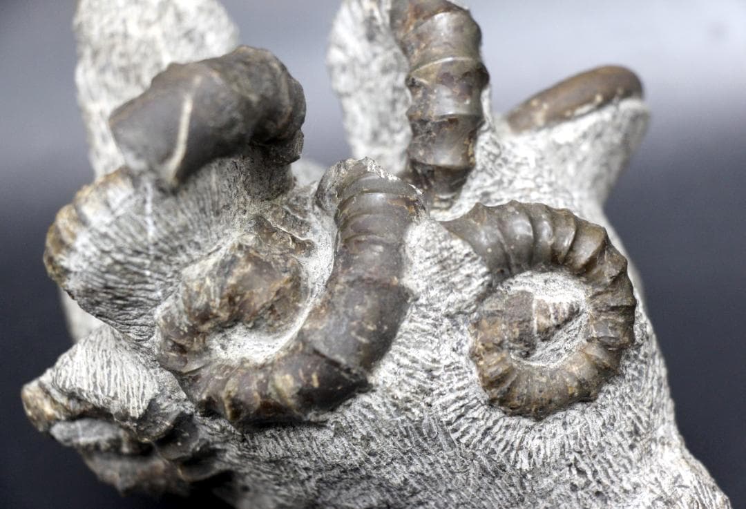 限定値下げ中】博物館級 異常巻 アンモナイト 7化石密集 アイノセラス