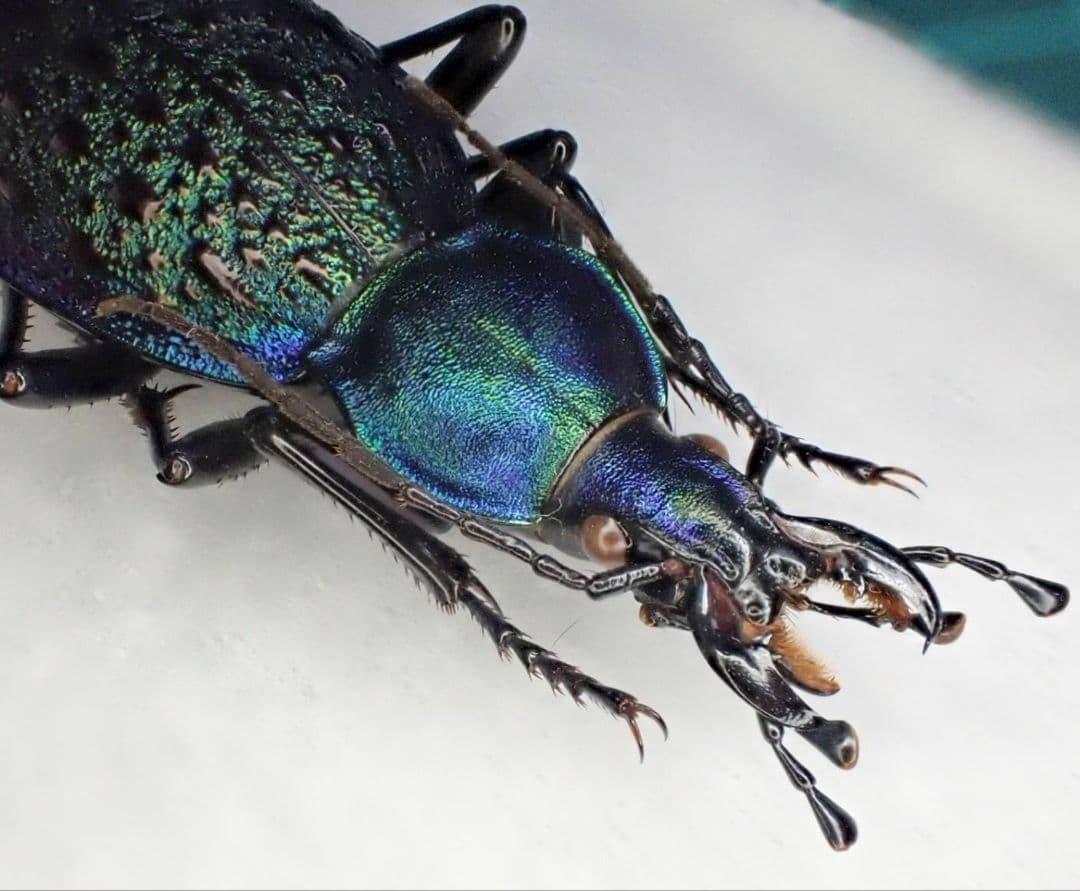 カブリモドキ飼育交雑個体