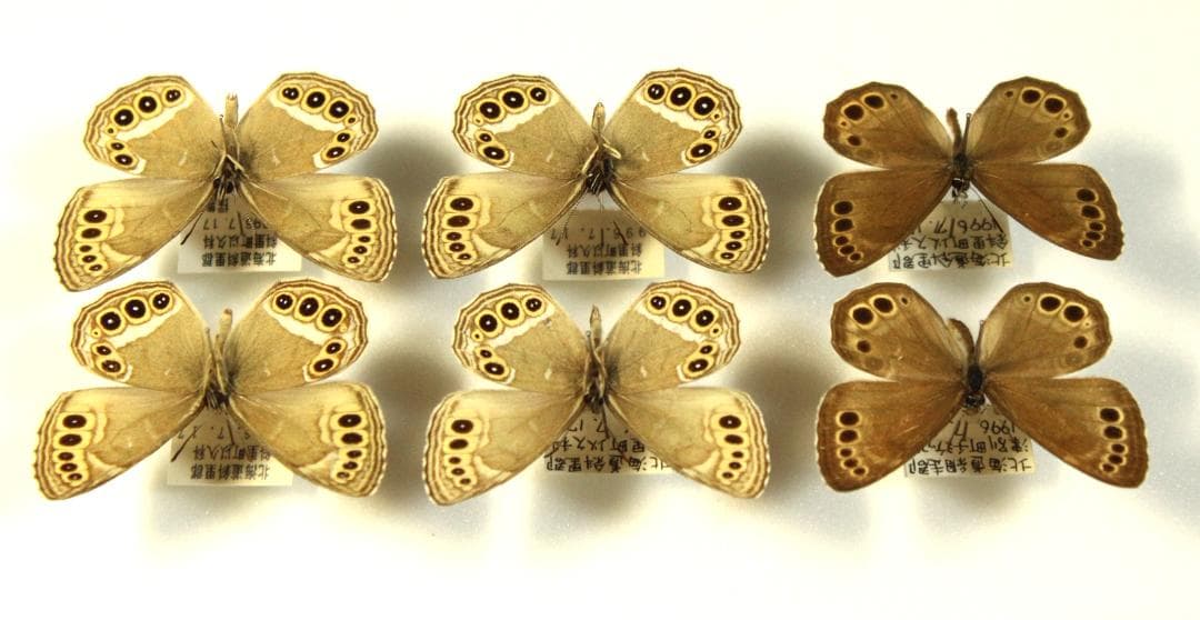 カ*コ様 ウラジャノメ 北海道産 6♂ 日本産蝶標本
