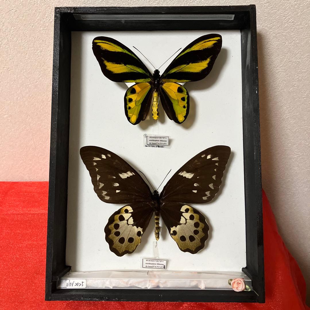 蝶の標本 熱帯ジャングルを舞う宝石(珍珍)