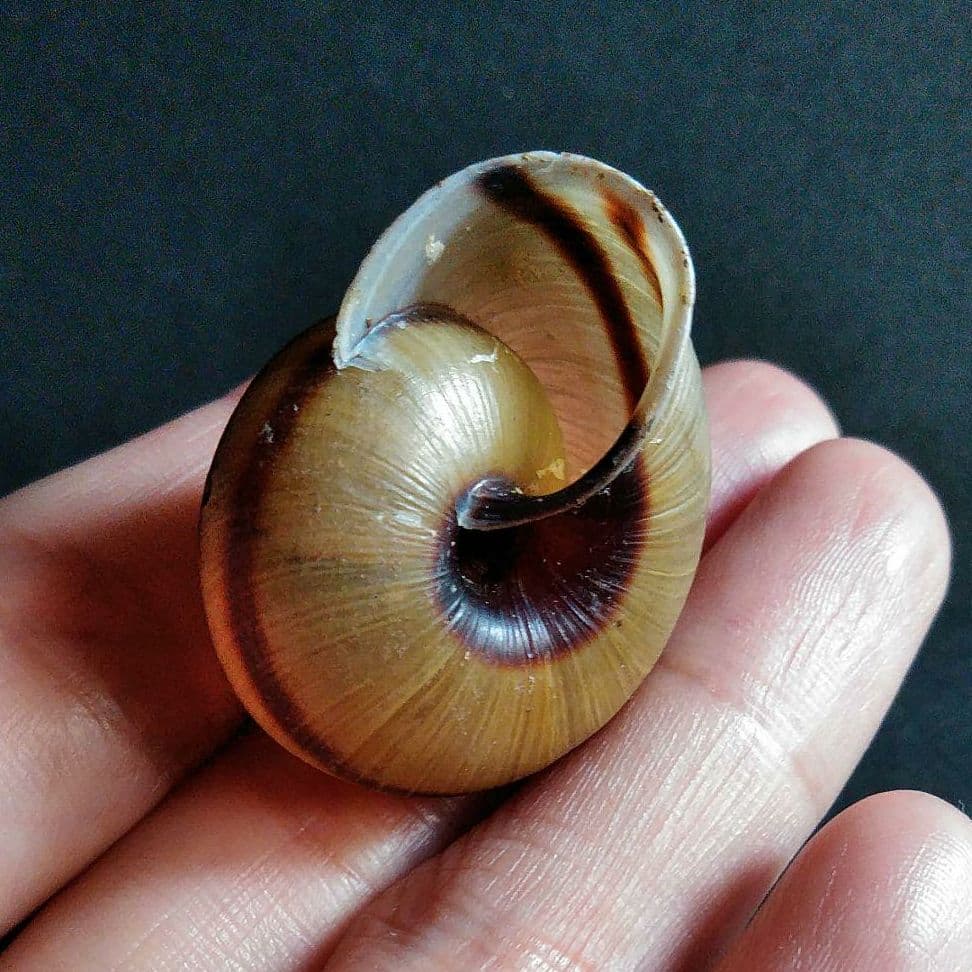骨格 標本 カタツムリ 殻 美品 35mm - メルカリ