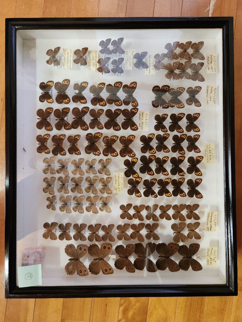 標本箱 ガラス製 約1820✖️600ブラウン