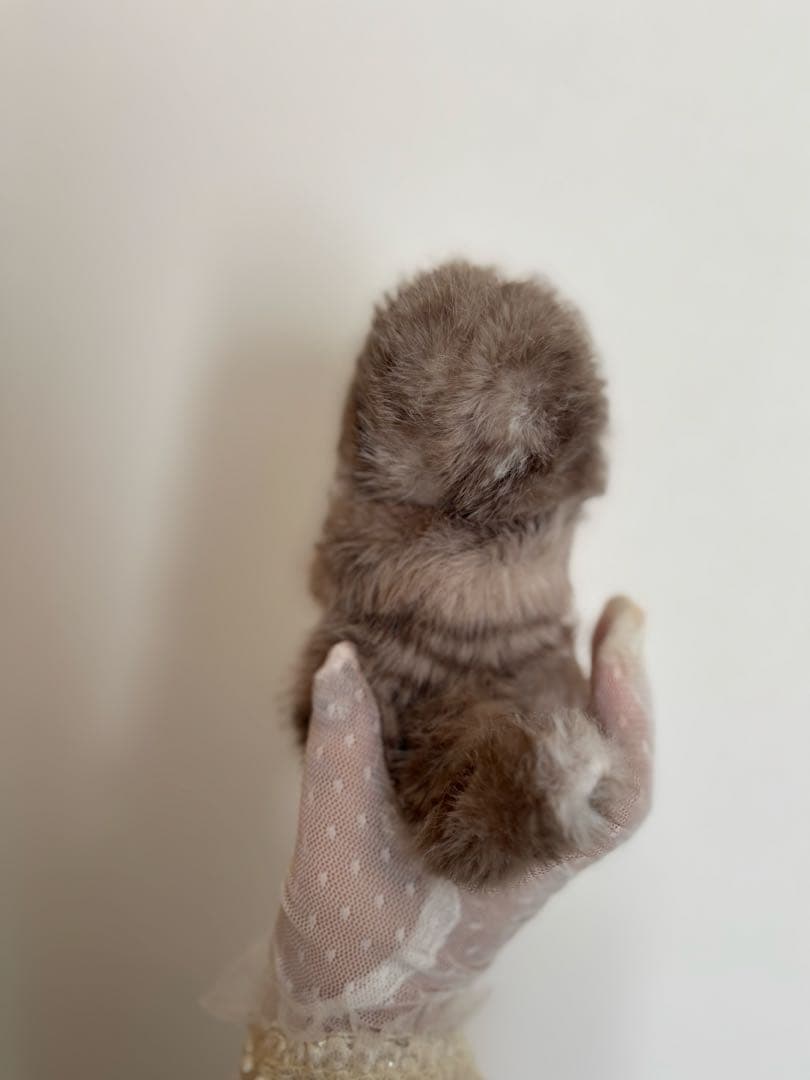 アートドール No.067こねこ幻獣 羊毛フェルト