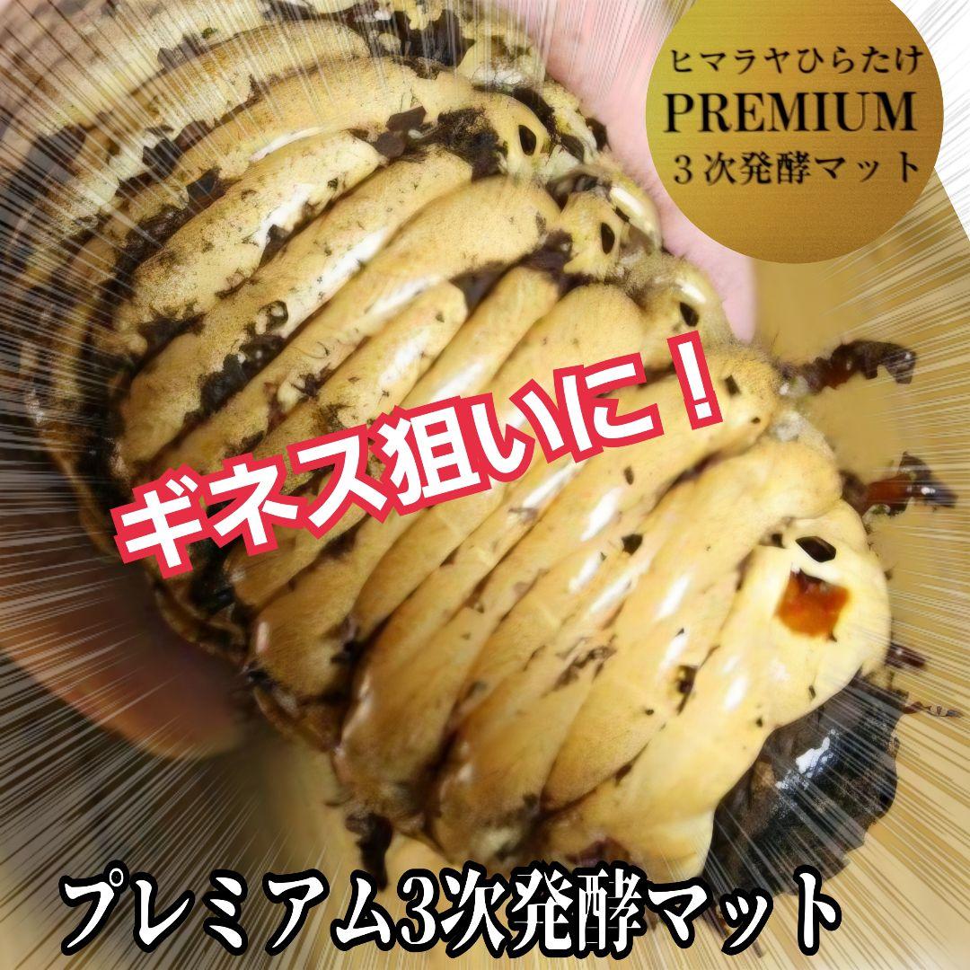 極上品！ヘラクレス181リミ羽化！プレミアム3次発酵カブトムシマット