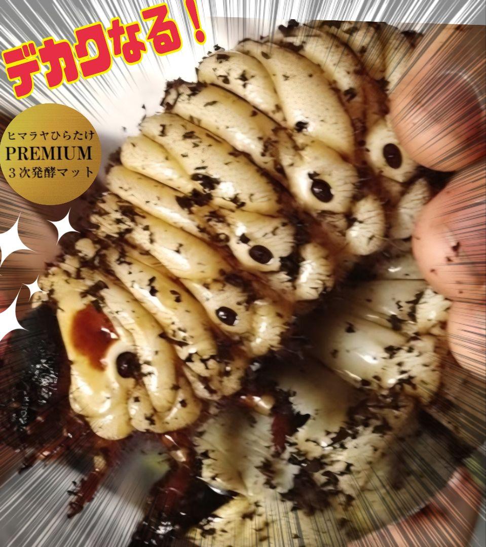 極上！プレミアム3次発酵カブトムシマット【40L】ヘラクレス181ミリ