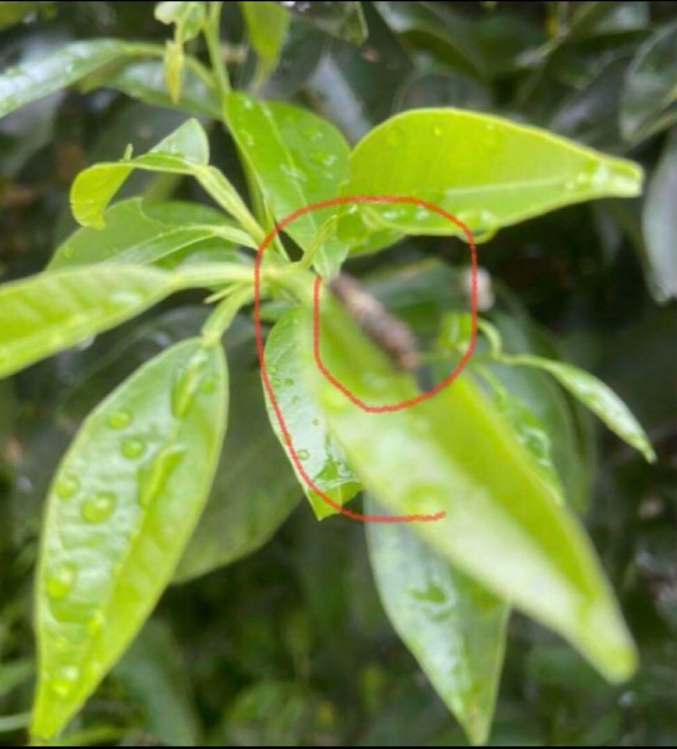 注文用ページ、アゲハ幼虫餌、枝付き(長く日持ちが良い)葉、ランダム