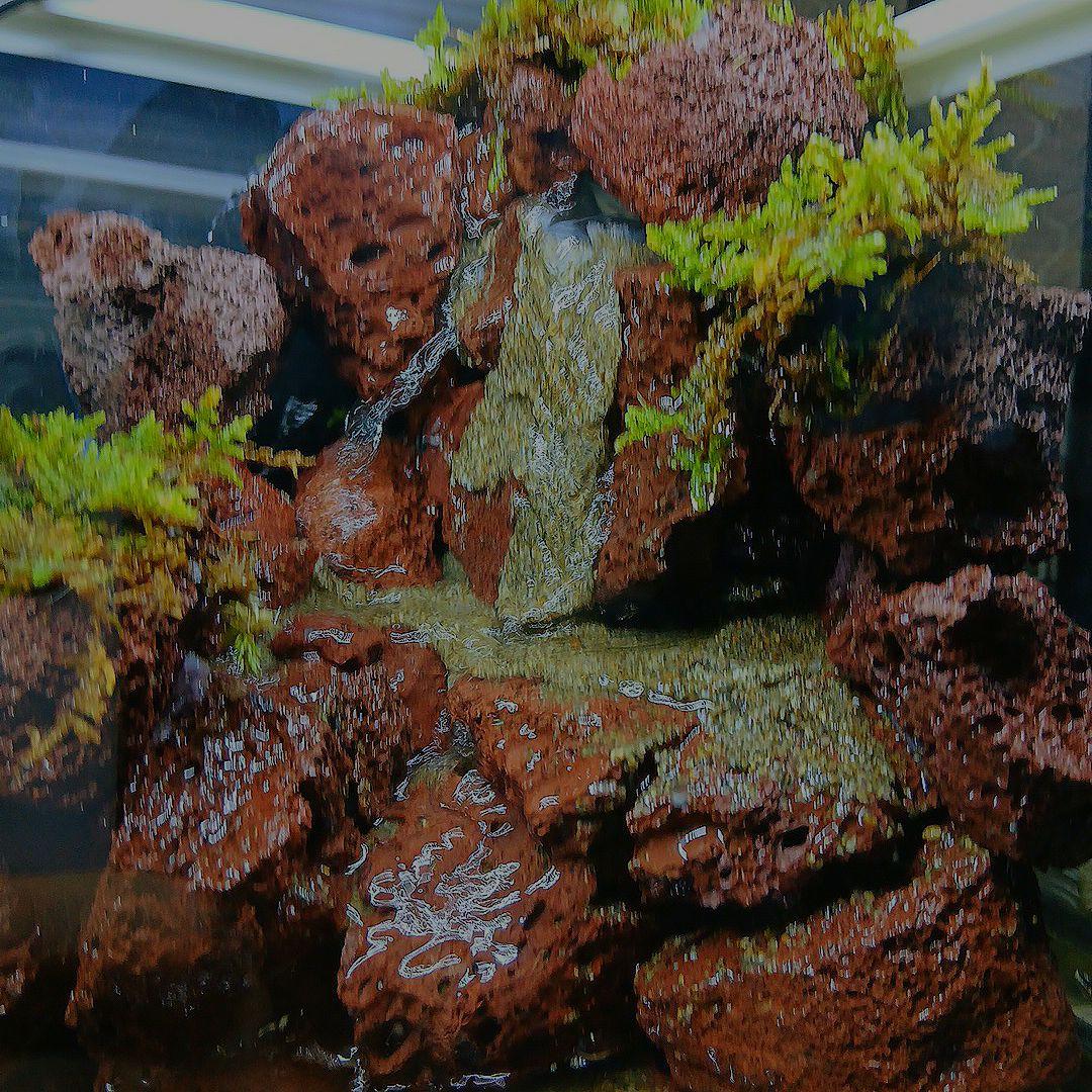 アクアテラリウム 滝 【完成品】迫力のある大きな滝のアクアテラリウム