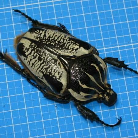 コンゴ産 赤道州 トルクアタ 79mm