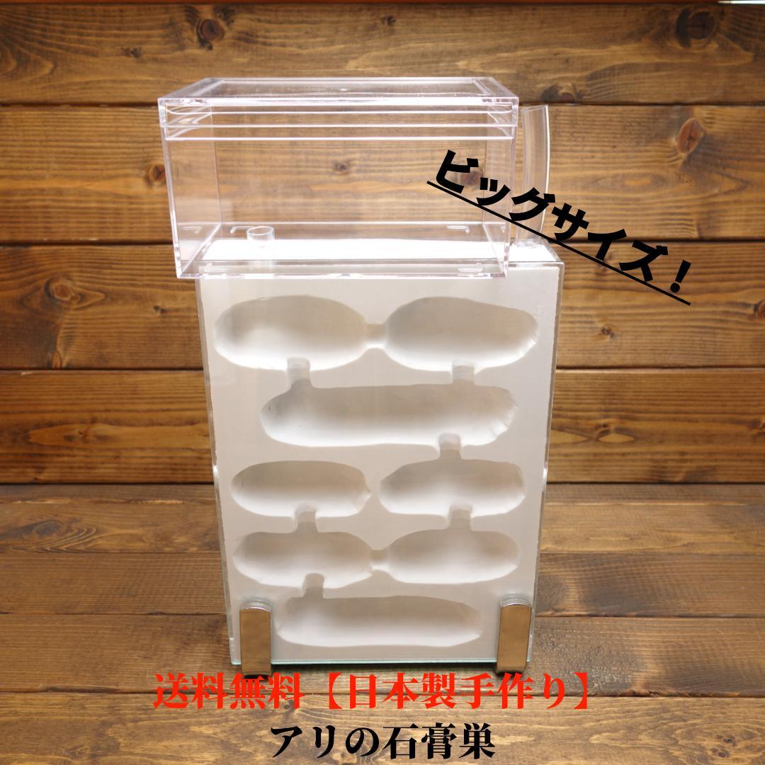 蟻の飼い方 アリ飼育ケース 石膏巣 特大