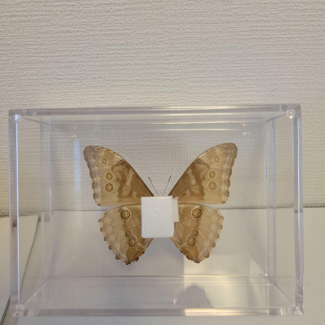 昭和63年当時物徳島県採取蝶々ガラス木製枠横幅50X縦42X厚さ6